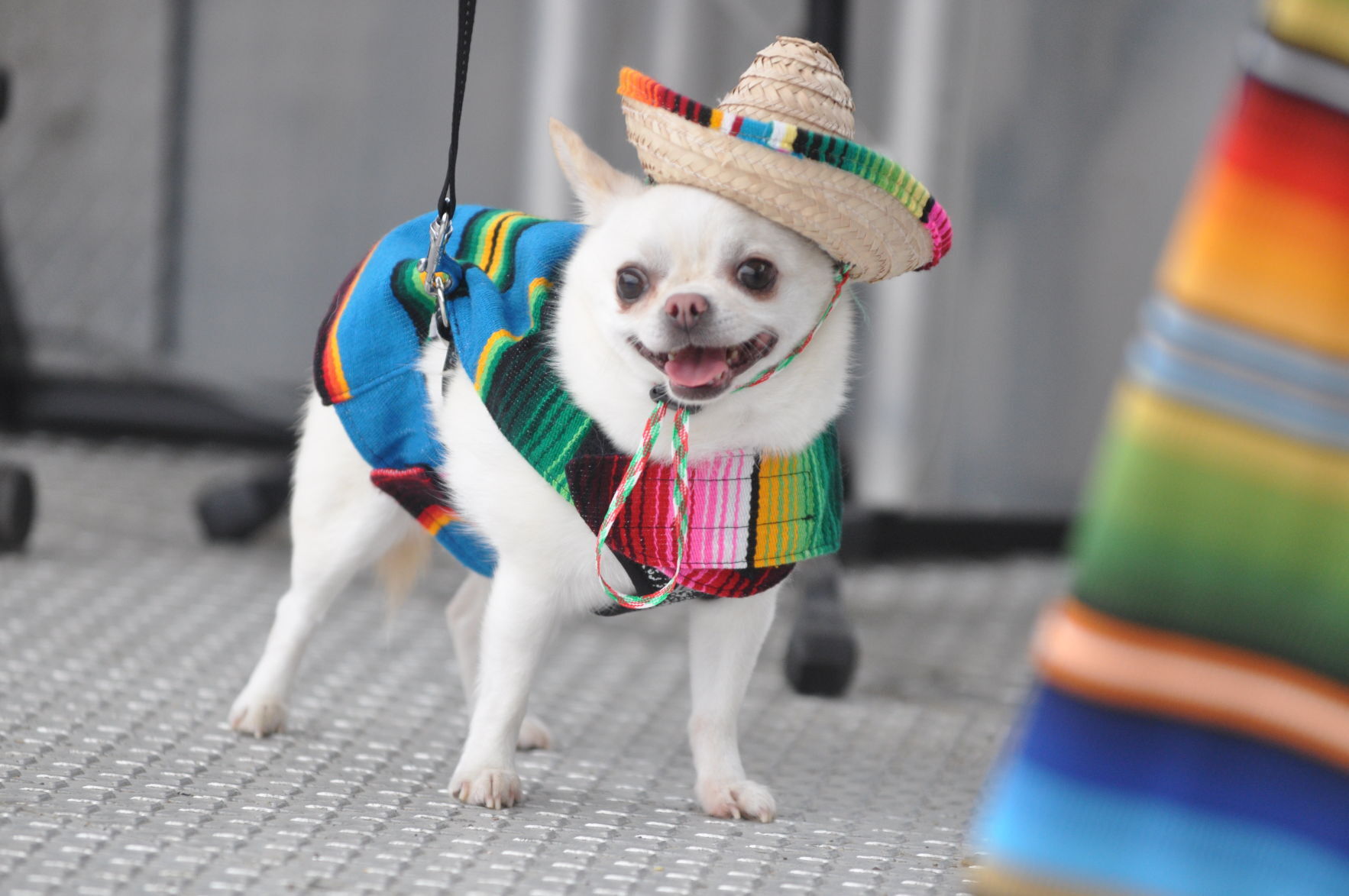 Taco Fest